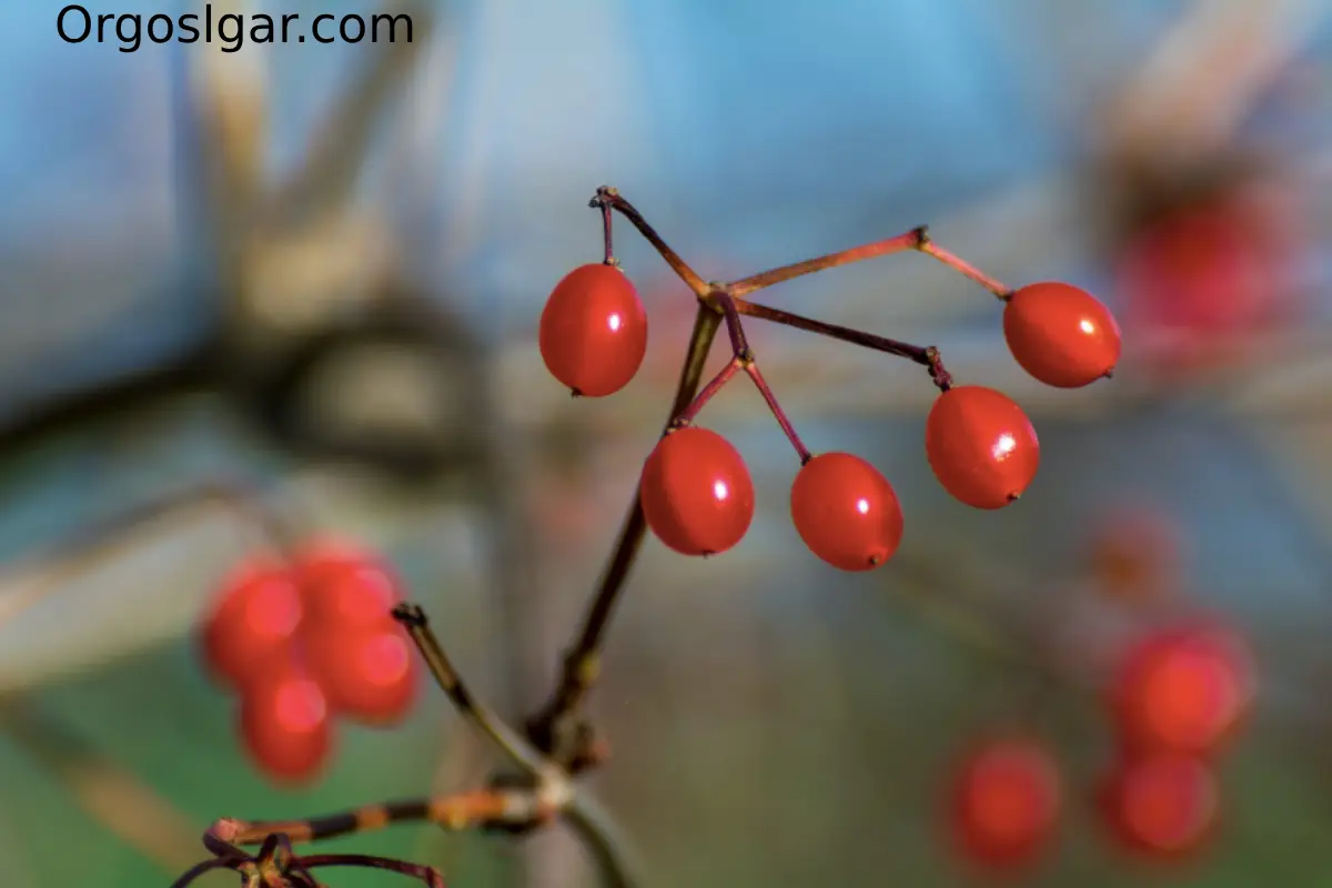 زغالاخته آمریکایی